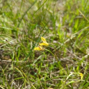 Diuris chryseopsis at Kaleen, ACT - 10 Oct 2022