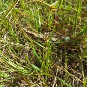 Diuris chryseopsis at Kaleen, ACT - 10 Oct 2022