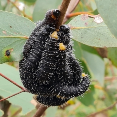 Perga sp. (genus) (Sawfly or Spitfire) at Jerrabomberra, ACT - 12 Oct 2022 by Mike