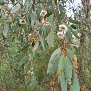 Eucalyptus dives at Wanniassa Hill - 12 Oct 2022 02:55 PM