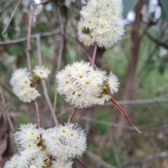 Eucalyptus dives at Wanniassa Hill - 12 Oct 2022