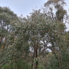 Eucalyptus dives at Wanniassa Hill - 12 Oct 2022 02:55 PM