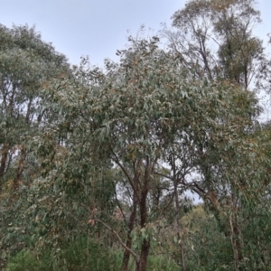 Eucalyptus dives at Jerrabomberra, ACT - 12 Oct 2022