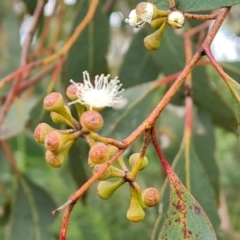 Eucalyptus dives at Wanniassa Hill - 12 Oct 2022 02:55 PM