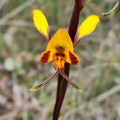 Diuris semilunulata (Late Leopard Orchid) at Wanniassa Hill - 12 Oct 2022 by Mike