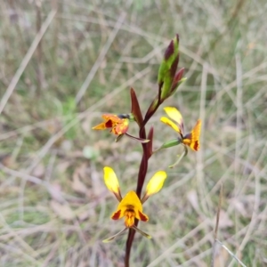 Diuris semilunulata at Jerrabomberra, ACT - suppressed