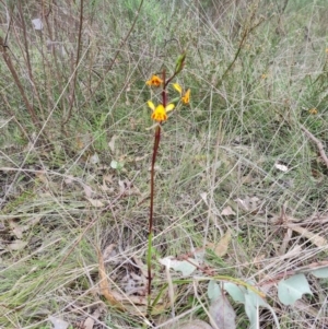 Diuris semilunulata at Jerrabomberra, ACT - 12 Oct 2022