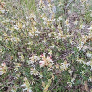 Brachyloma daphnoides at Jerrabomberra, ACT - 12 Oct 2022