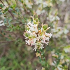 Brachyloma daphnoides at Jerrabomberra, ACT - 12 Oct 2022