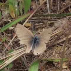 Lampides boeticus (Long-tailed Pea-blue) at Theodore, ACT - 12 Oct 2022 by owenh