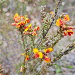 Dillwynia sericea (Egg And Bacon Peas) at Jerrabomberra, ACT - 12 Oct 2022 by Mike