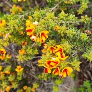 Pultenaea procumbens at Jerrabomberra, ACT - 12 Oct 2022 03:02 PM