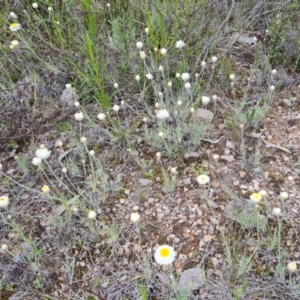 Leucochrysum albicans subsp. tricolor at Jerrabomberra, ACT - 12 Oct 2022 03:00 PM