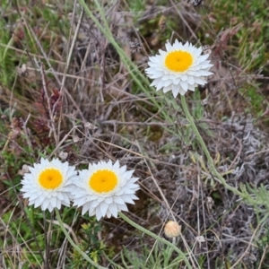 Leucochrysum albicans subsp. tricolor at Jerrabomberra, ACT - 12 Oct 2022 03:00 PM