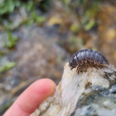 Armadillidium vulgare (Slater bug, woodlouse, pill bug, roley poley) at QPRC LGA - 9 Oct 2022 by clarehoneydove