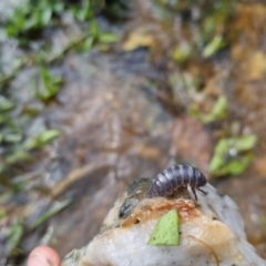 Armadillidium vulgare at Bungendore, NSW - 9 Oct 2022