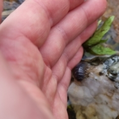 Armadillidium vulgare at Bungendore, NSW - 9 Oct 2022