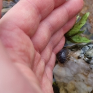 Armadillidium vulgare at Bungendore, NSW - 9 Oct 2022