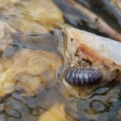 Armadillidium vulgare at Bungendore, NSW - 9 Oct 2022