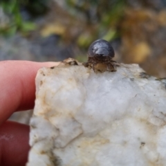 Armadillidium vulgare at Bungendore, NSW - 9 Oct 2022 04:35 PM