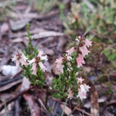 Cryptandra amara (Bitter Cryptandra) at Bungendore, NSW - 7 Oct 2022 by clarehoneydove