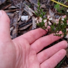 Cryptandra amara at Bungendore, NSW - 7 Oct 2022