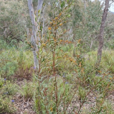 Daviesia mimosoides subsp. mimosoides at Fadden, ACT - 12 Oct 2022 by Mike