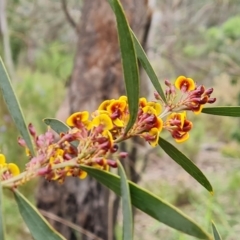 Daviesia mimosoides subsp. mimosoides at Fadden, ACT - 12 Oct 2022