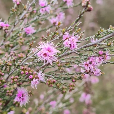 Kunzea parvifolia (Violet Kunzea) at Wanniassa Hill - 12 Oct 2022 by Mike