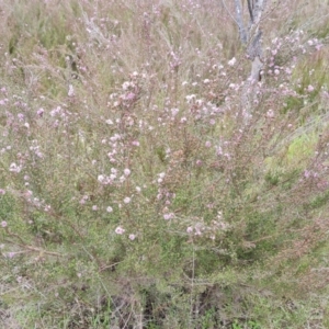 Kunzea parvifolia at Fadden, ACT - 12 Oct 2022