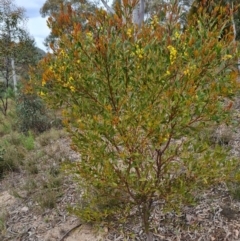 Acacia penninervis var. penninervis (Hickory Wattle) at Wanniassa Hill - 12 Oct 2022 by Mike