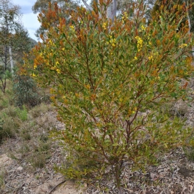 Acacia penninervis var. penninervis (Hickory Wattle) at Wanniassa Hill - 12 Oct 2022 by Mike