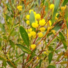 Acacia penninervis var. penninervis at Fadden, ACT - 12 Oct 2022