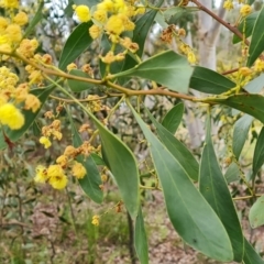 Acacia pycnantha (Golden Wattle) at Fadden, ACT - 12 Oct 2022 by Mike