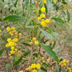 Acacia pycnantha at Fadden, ACT - 12 Oct 2022