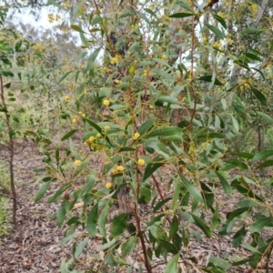 Acacia pycnantha at Fadden, ACT - 12 Oct 2022