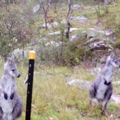 Osphranter robustus (Wallaroo) at Kambah, ACT - 7 Apr 2022 by MountTaylorParkcareGroup