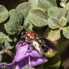 Lasioglossum (Callalictus) callomelittinum (Halictid bee) at Acton, ACT - 12 Oct 2022 by Roger