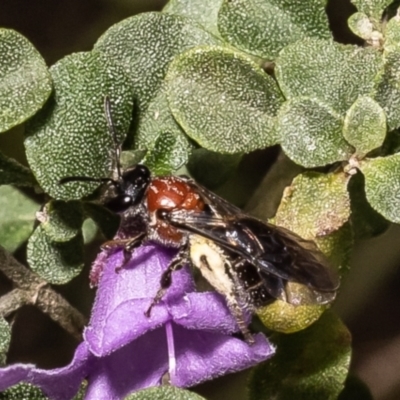 Lasioglossum (Callalictus) callomelittinum (Halictid bee) at Acton, ACT - 12 Oct 2022 by Roger