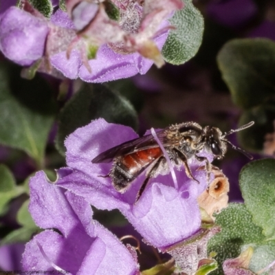 Lasioglossum (Parasphecodes) sp. (genus & subgenus) (Halictid bee) at Acton, ACT - 12 Oct 2022 by Roger