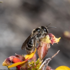 Unidentified Bee (Hymenoptera, Apiformes) at Bruce, ACT - 11 Oct 2022 by Roger