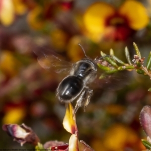 Leioproctus sp. (genus) at Black Mountain - 12 Oct 2022