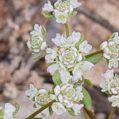 Poranthera microphylla (Small Poranthera) at Fadden, ACT - 12 Oct 2022 by Mike