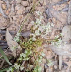 Poranthera microphylla at Fadden, ACT - 12 Oct 2022 04:17 PM