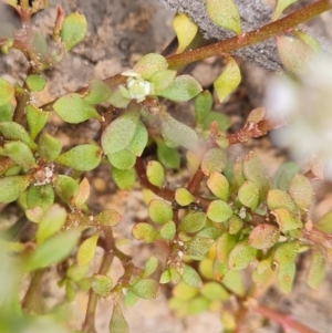 Poranthera microphylla at Fadden, ACT - 12 Oct 2022