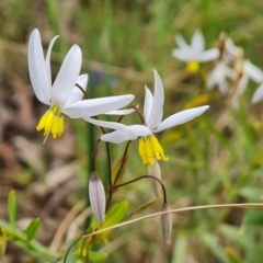 Stypandra glauca (Nodding Blue Lily) at Fadden, ACT - 12 Oct 2022 by Mike