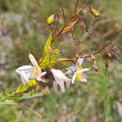 Stypandra glauca at Fadden, ACT - 12 Oct 2022