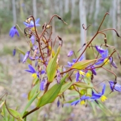 Stypandra glauca at Fadden, ACT - 12 Oct 2022