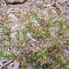 Pomax umbellata (A Pomax) at Fadden, ACT - 12 Oct 2022 by Mike