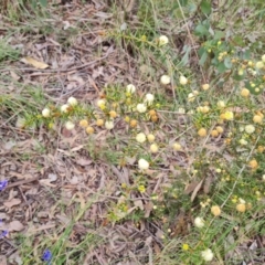 Acacia ulicifolia (Prickly Moses) at Fadden, ACT - 12 Oct 2022 by Mike